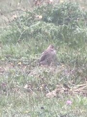 Bartramia longicauda