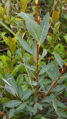 Salix pedicellaris