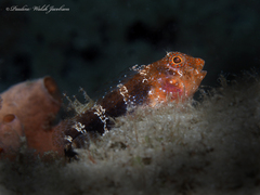 Hypleurochilus bermudensis