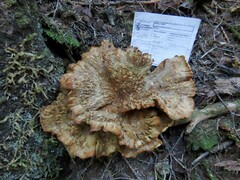 Bondarzewia occidentalis