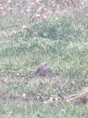 Bartramia longicauda