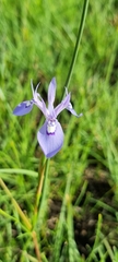 Moraea elliotii