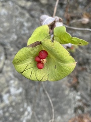 Lonicera ciliosa