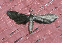 Protoproutia laredoata