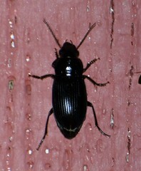 Harpalinae
