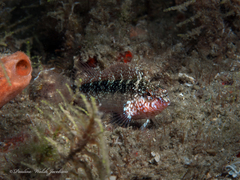 Malacoctenus macropus