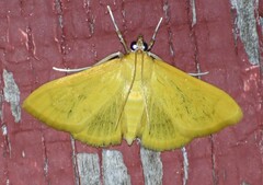 Helvibotys helvialis
