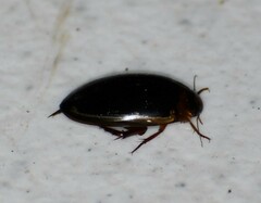 Hydaticus bimarginatus