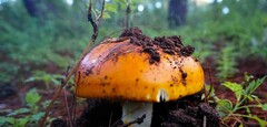 Amanita basii