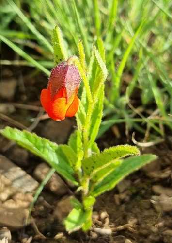 Hermannia cristata image