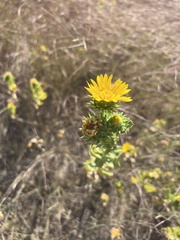 Grindelia ciliata