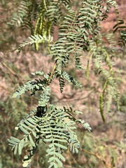 Prosopis velutina