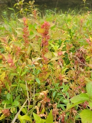 Acalypha phleoides