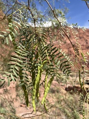 Prosopis velutina