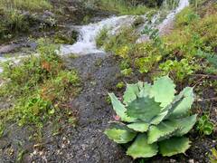 Agave nuusaviorum