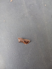 Autographa precationis