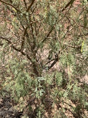 Prosopis velutina