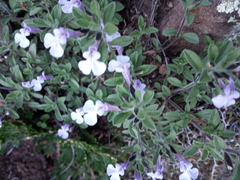 Salvia axillaris