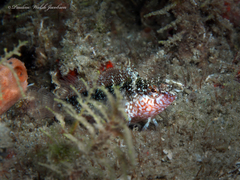 Malacoctenus macropus