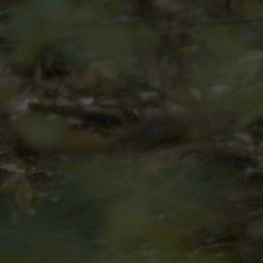 Tamiasciurus hudsonicus