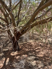 Prosopis velutina