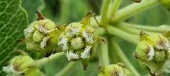 Xysmalobium