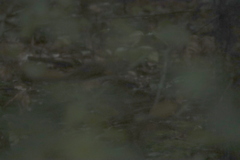 Tamiasciurus hudsonicus