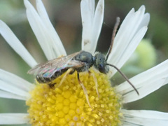 Halictus confusus