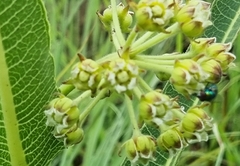 Xysmalobium
