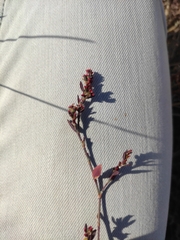 Polygonum aviculare
