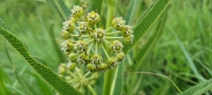 Xysmalobium