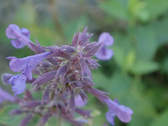 Nepeta grandiflora