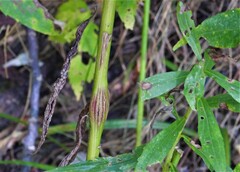 Lasioptera solidaginis