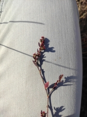 Polygonum aviculare