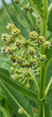 Xysmalobium