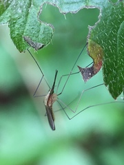 Anopheles plumbeus