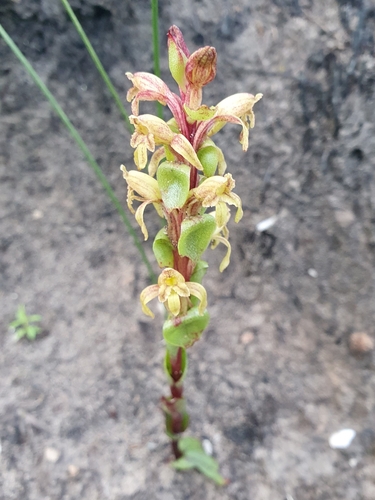 Image of Satyrium lupulinum by (c) Corli du Toit Smith, some rights reserved (CC BY)