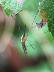 Anopheles plumbeus