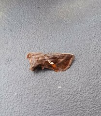 Autographa precationis