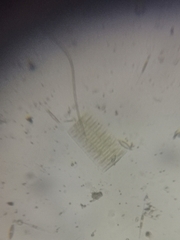 Fragilaria