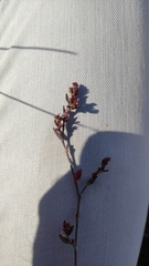 Polygonum aviculare