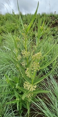 Xysmalobium