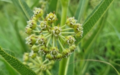 Xysmalobium