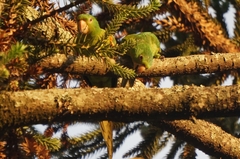 Psittacara leucophthalmus