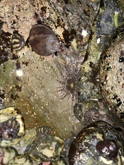 Aulactinia verrucosa