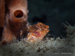 Hypleurochilus bermudensis