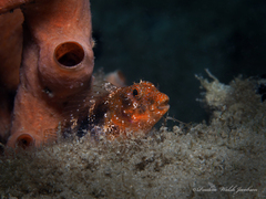 Hypleurochilus bermudensis