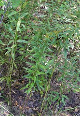 Lasioptera solidaginis