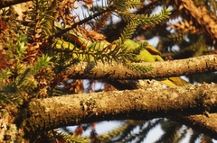 Psittacara leucophthalmus