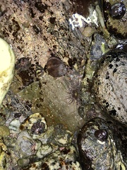 Aulactinia verrucosa